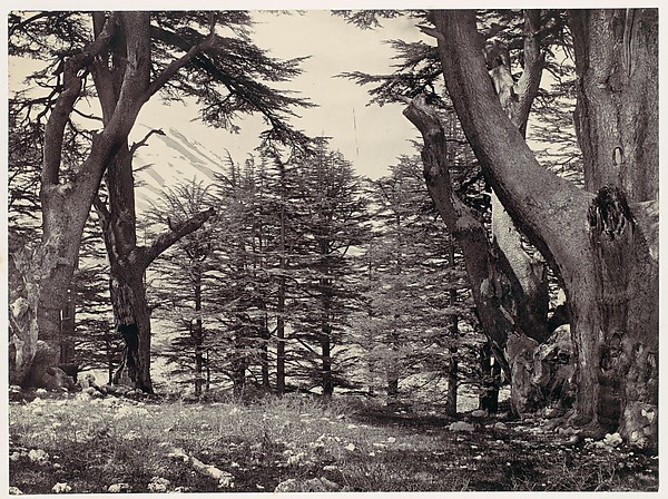 Francis Frith, Cedars of Lebanon