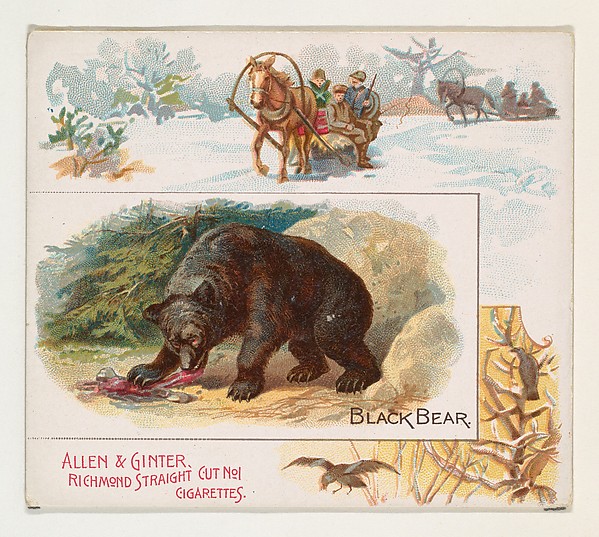 Allen & Ginter, Black Bear, from Quadrupeds series (N41) for Allen & Ginter Cigarettes