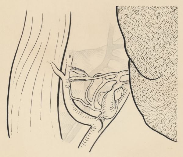 J Tinkelenberg, Part of the heart and circulatory system