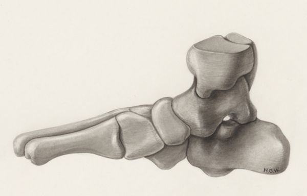 H.G Wetselaar, Musculoskeletal system of the lower extremity