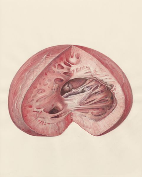 H.G Wetselaar, Heart