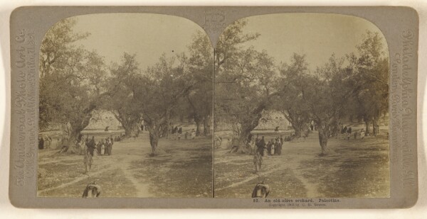 Carleton H. Graves, An old olive orchard. Palestine.