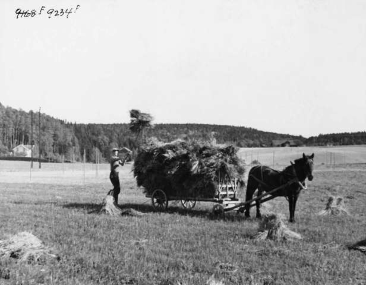 Anders Beer Wilse, -8081