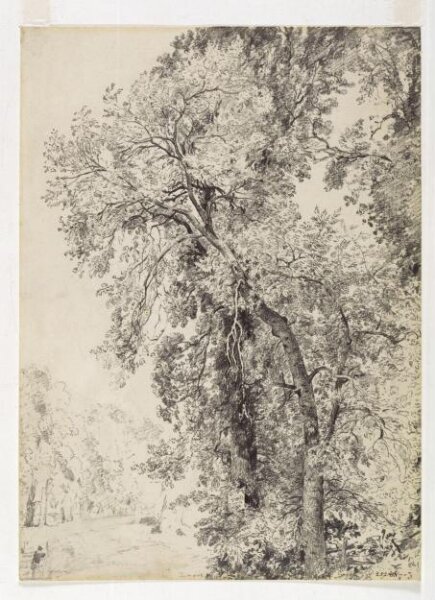 Constable, John (RA), Study of ash trees