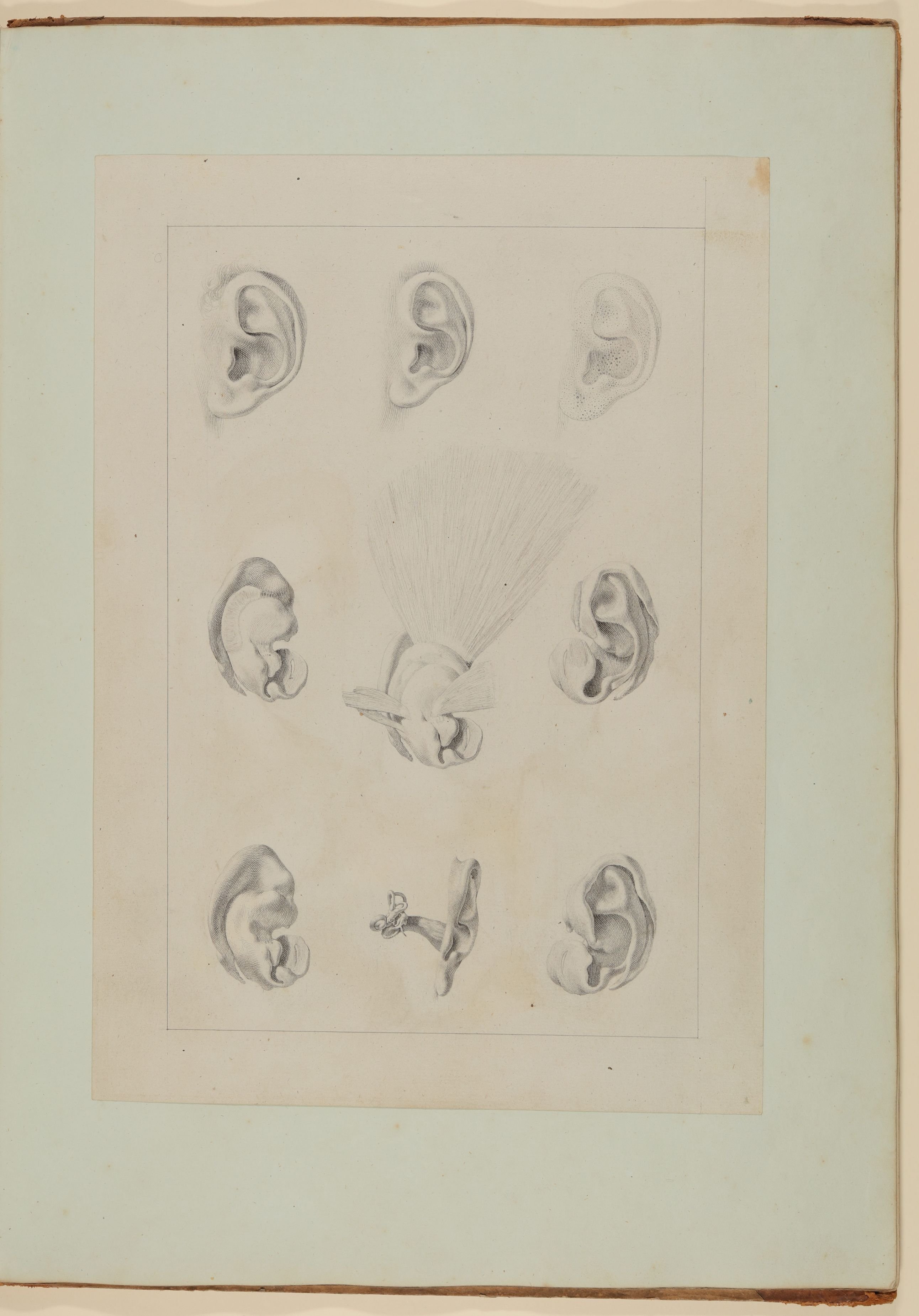 Christian Koeck, Das äußere menschliche Ohr, seine Muskeln sowie der Gehörgang [Vorzeichnung zu Samuel Thomas Soemmerring, Abbildungen des menschlichen Hörorganes, Frankfurt am Main 1806, Tafel I ("schattierte" Darstellung)]