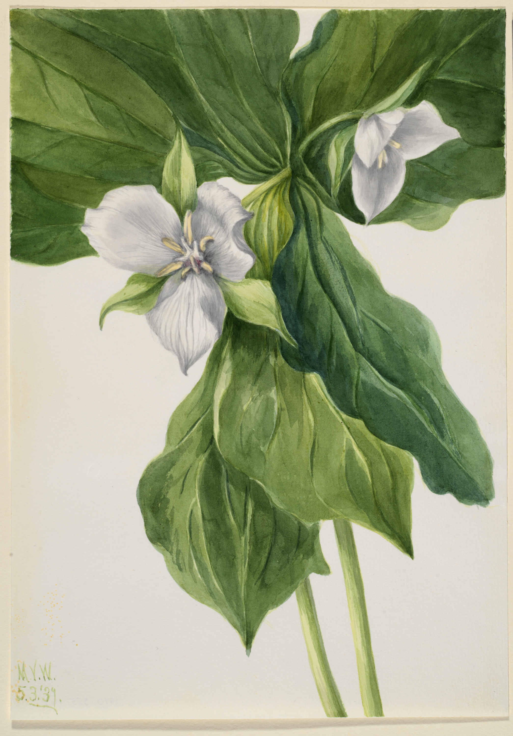 Mary Vaux Walcott, Wake-Robin (Trillium simile)