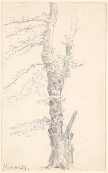 P.C. Skovgaard, Et bøgetræ.