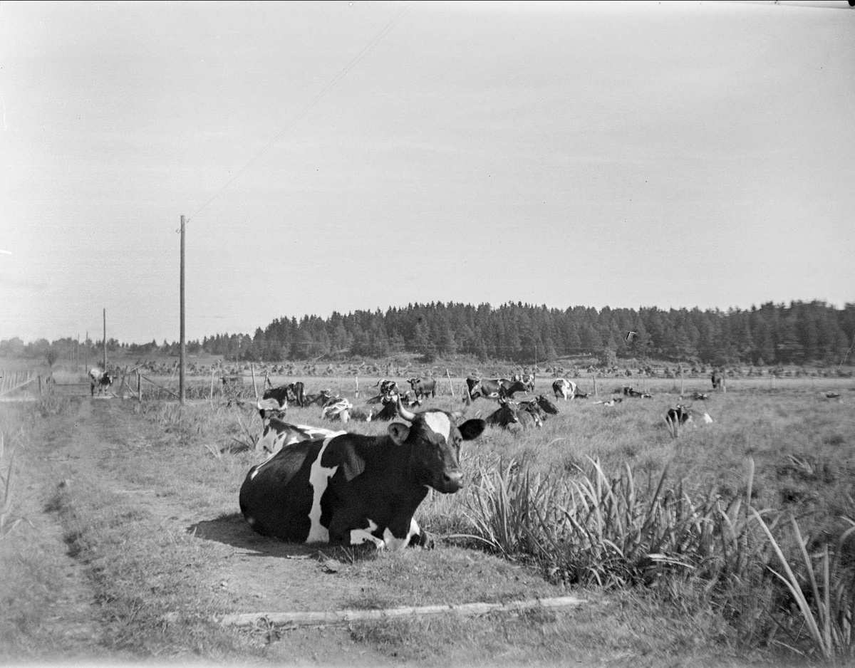 August Fredrik Schagerström, Landskapsvy med kor, Säby, Vassunda socken, Uppland 1932