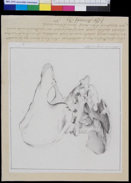 M Houtman, Pelvis