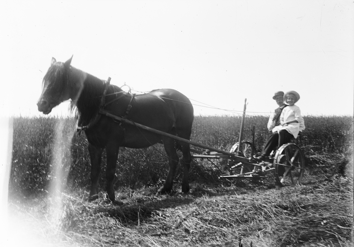 Okänd,, Svens Olle and Marit Liljefors drive a mower by Freja, Svensgården, Dalarna 1919