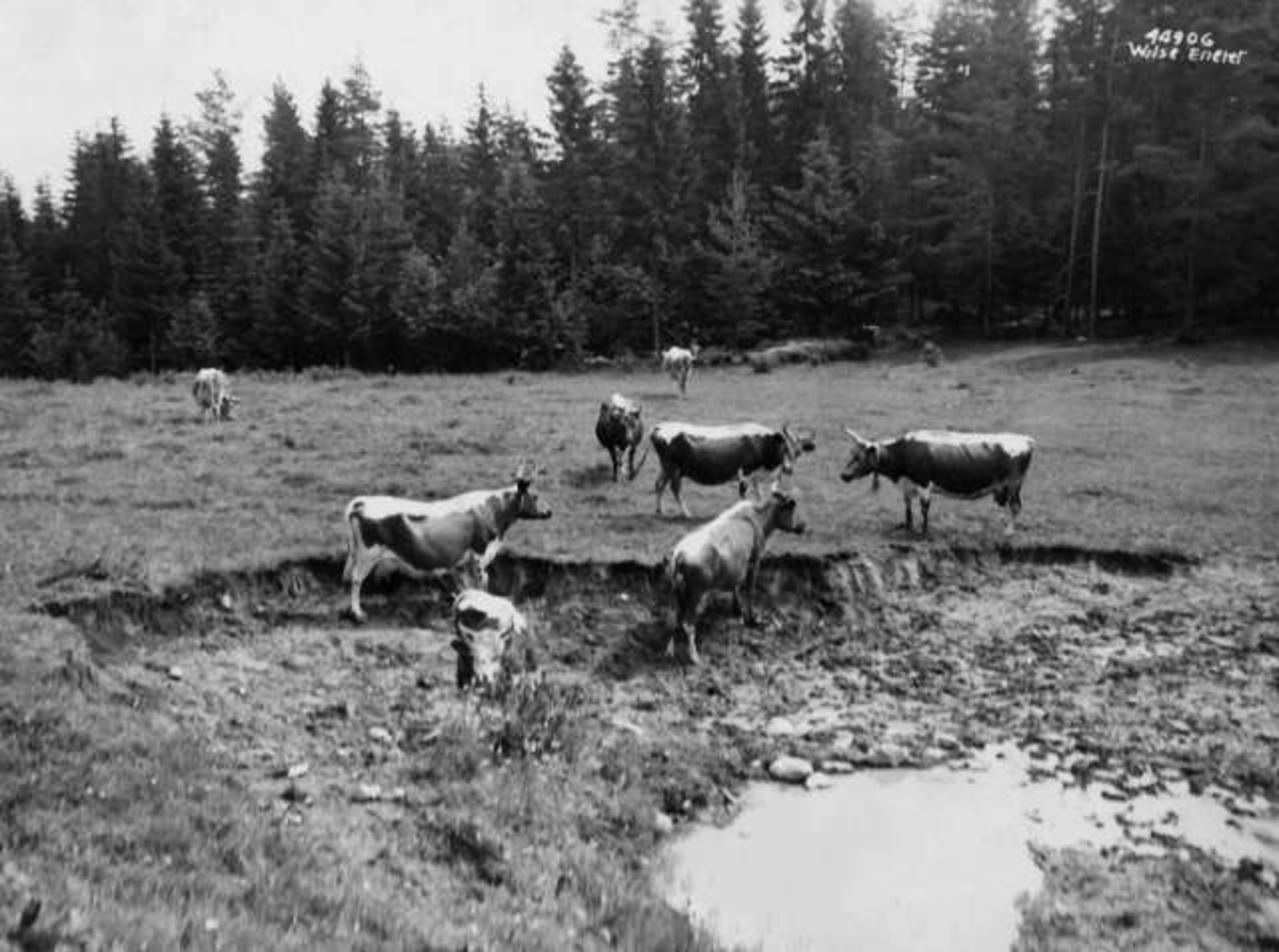 Anders Beer Wilse, -7905
