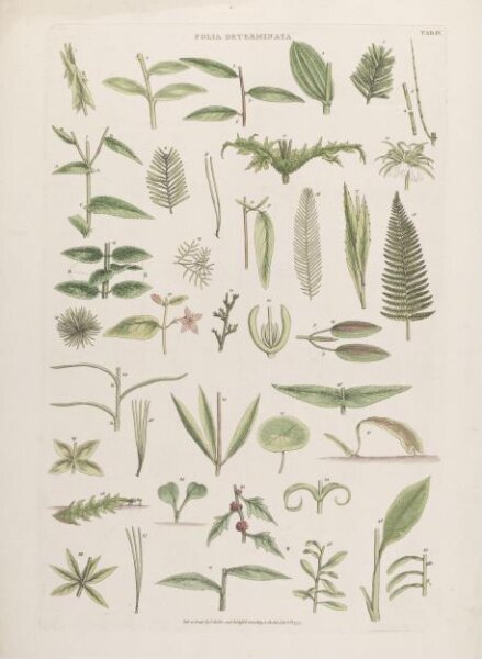 John Miller, Folia Determinata
