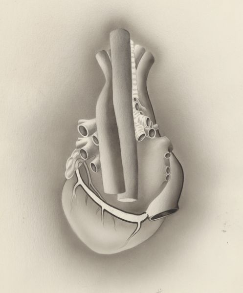J Tinkelenberg, Part of the heart and circulatory system