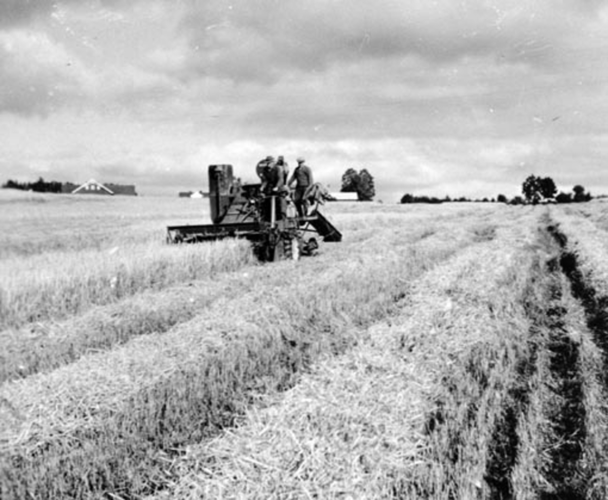 Anno Domkirkeodden, Skuronn. Skurtrøsking med selvgående trøsker. Skurtresker av typen "Massey Harris" eid av Innkjøpslaget. Hulleberg øvre, Nes, Hedmark.