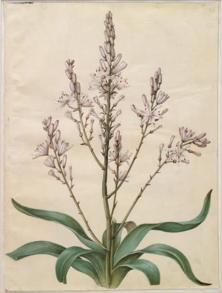 Hans Simon Holtzbecker, Asphodelus ramosus (grenet affodil)