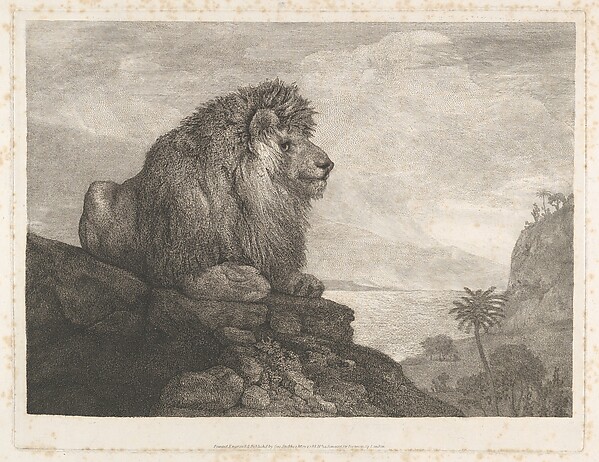 George Stubbs, A Lion (A Lion Resting on a Rock)