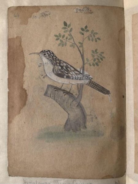 Unknown, Depictions of a Common Indian myna and a Himalayan tree-creeper of Northern India