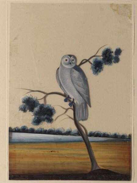 Unknown, An owl