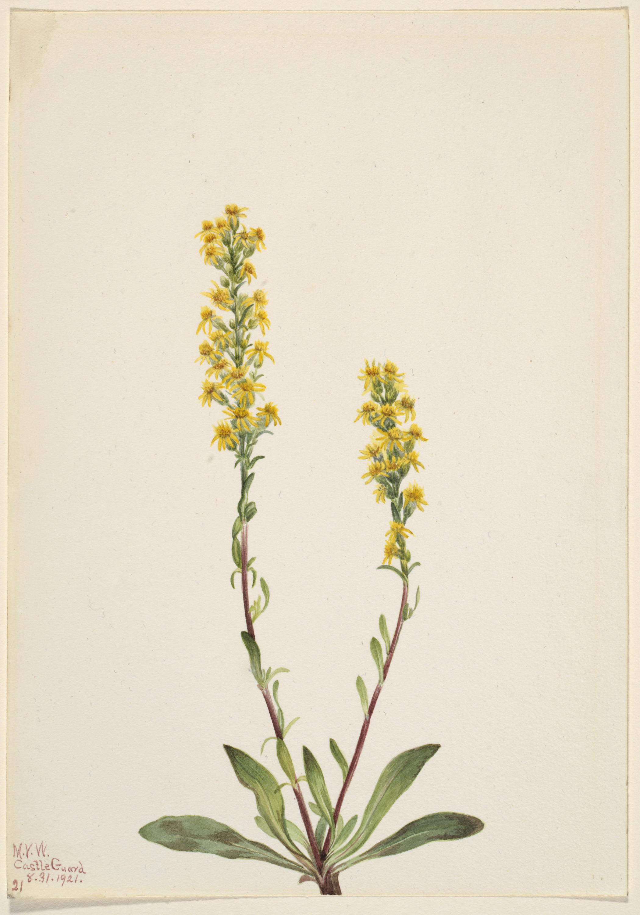 Mary Vaux Walcott, Mountain Goldenrod (Solidago oreophila)