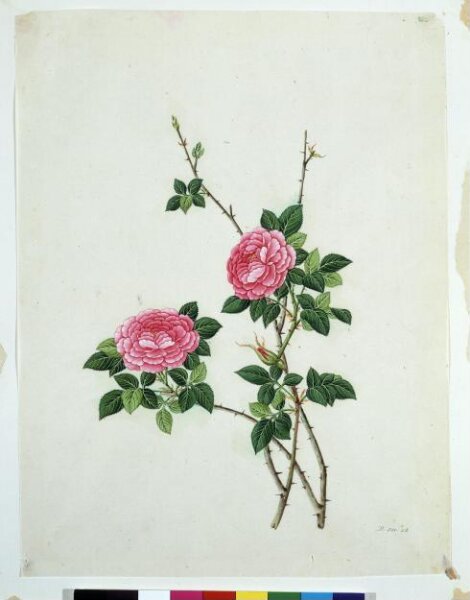 Unknown, Chinese Rose