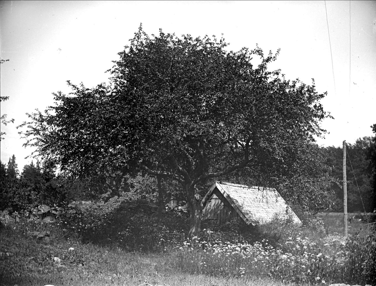 August Fredrik Schagerström, Trees at Hjulsta, Enköpings-Näs parish, Uppland June 1914