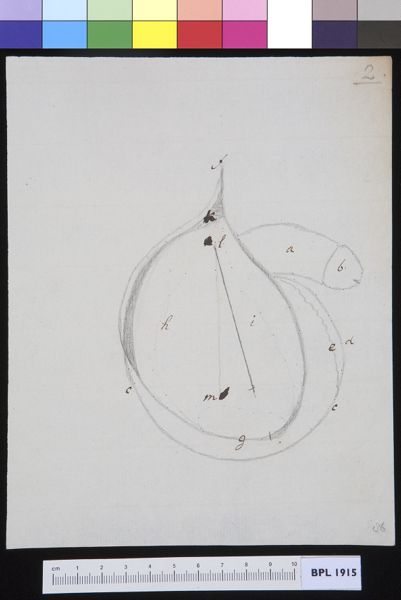 M. Houtman, Male genitals with hernia