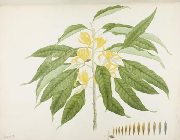 unknown, Flowers and Fruits
