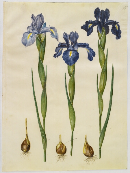 Hans Simon Holtzbecker, Iris latifolia (engelsk iris)