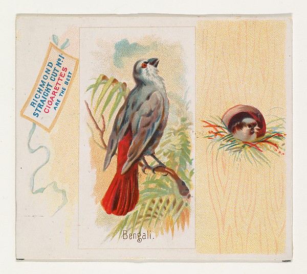 Allen & Ginter, Bengali, from the Song Birds of the World series (N42) for Allen & Ginter Cigarettes