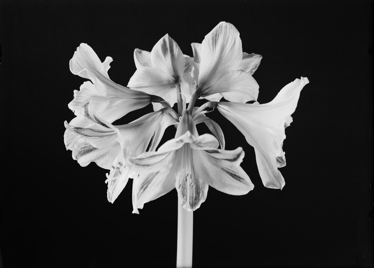 Paul Sandberg, Amaryllis, Uppsala 1945