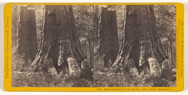 John P. Soule, Horse-back Ride through Big Tree, (88 ft. circum.) Mariposa Co.
