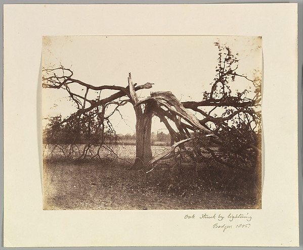 Alfred Capel Cure, Oak Struck by Lightning, Badger, 1856.
