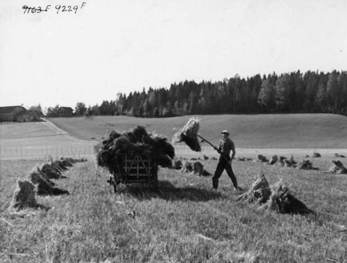 Anders Beer Wilse, -8077