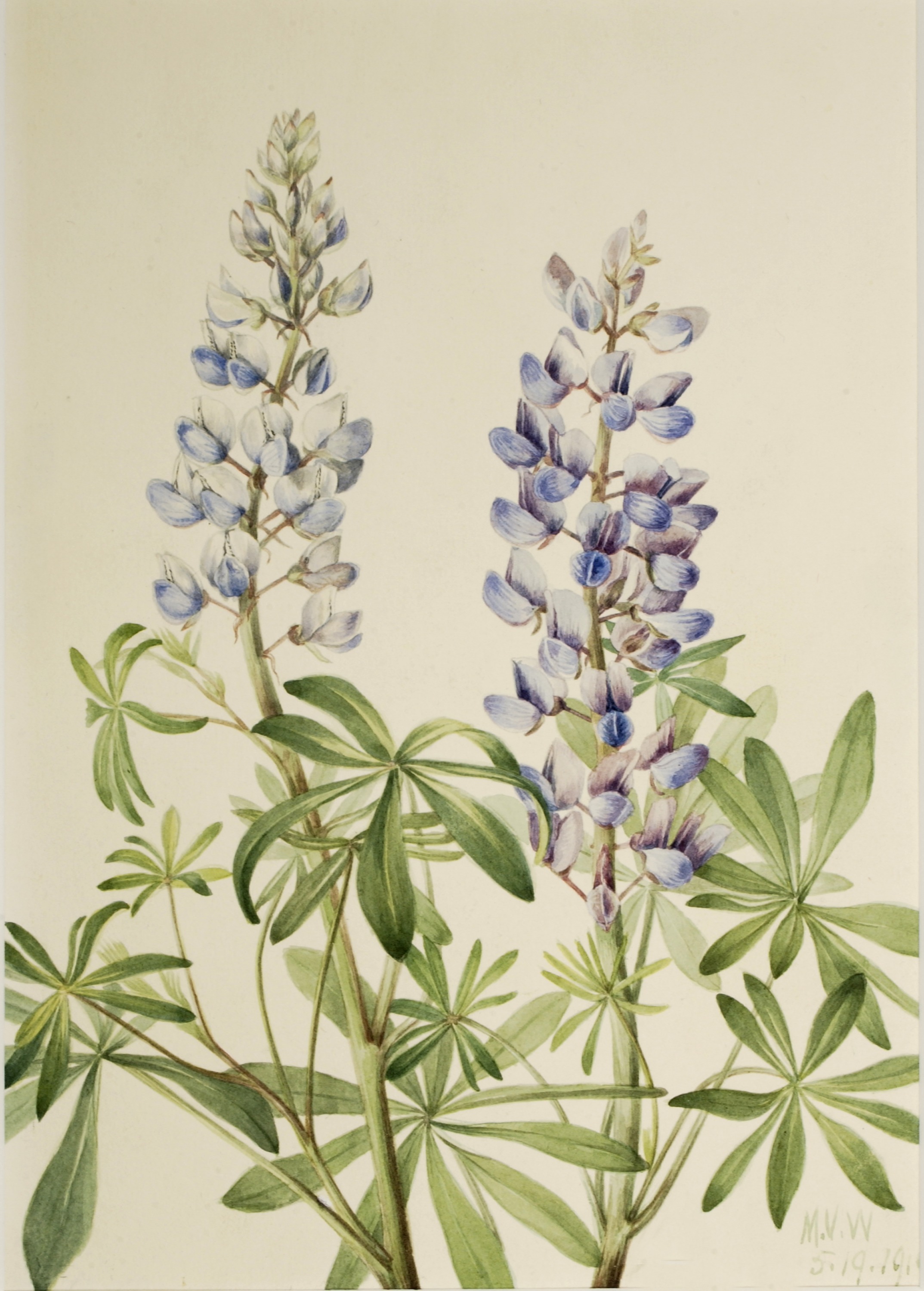 Mary Vaux Walcott, Sun Dial Lupine (Lupinus perennis)