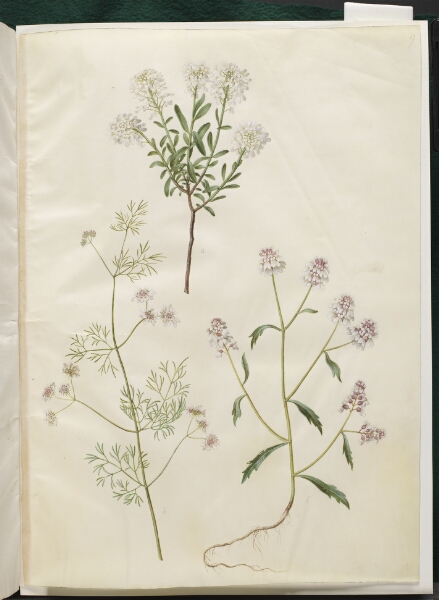Hans Simon Holtzbecker, Iberis sempervirens (snepude); Coriandrum sativum (almindelig koriander); Iberis amara (bitter sløjfeblomst)