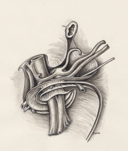J Wetselaar-Whittaker, Human tissue