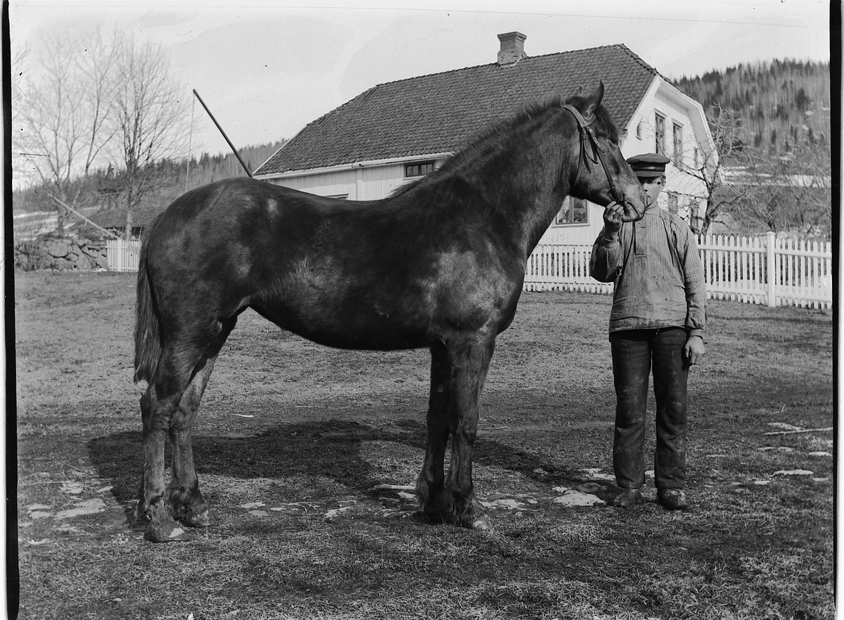 Ole Hansen Løken, LØKEN GARD, LØKENDALEN, RUDSHØGDA i Ringsaker, UKJENT MANN OG HEST. KAN VÆRE OLE MATHIASSEN SOM I FØLGE FOLKETELLINGEN FRA 1900 VAR TJENESTEGUTT OG HESTERØKTER PÅ GÅRDEN.