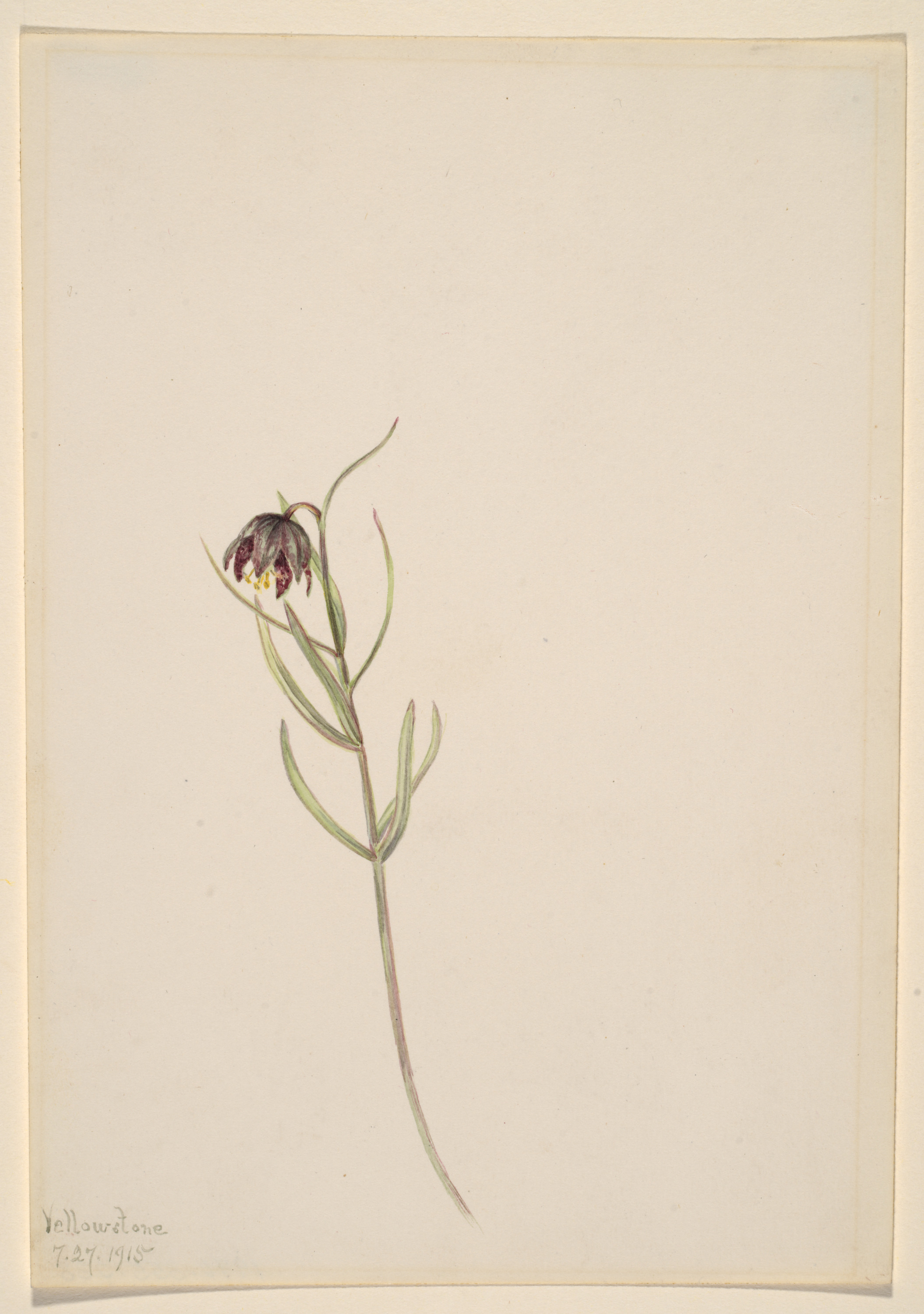 Mary Vaux Walcott, Untitled--Flower Study
