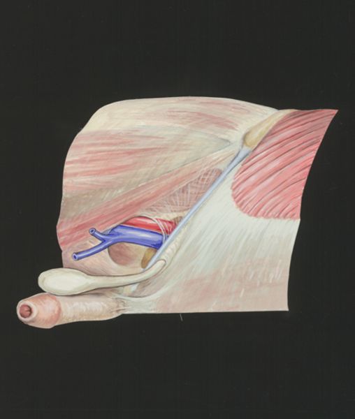 J Tinkelenberg, Cardiovascular system