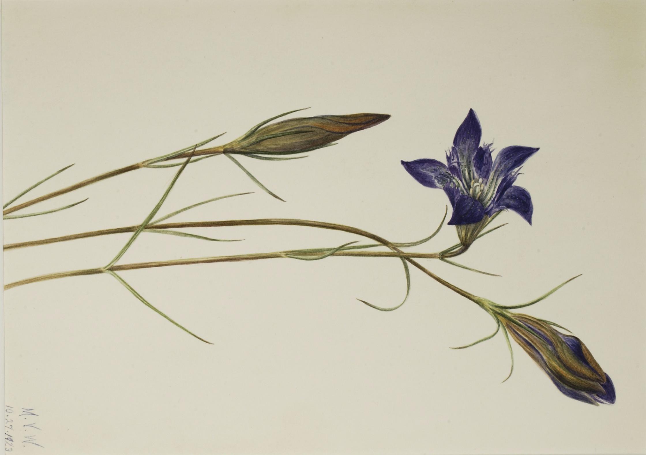 Mary Vaux Walcott, Pinebarren Gentian (Gentiana porphyrio)