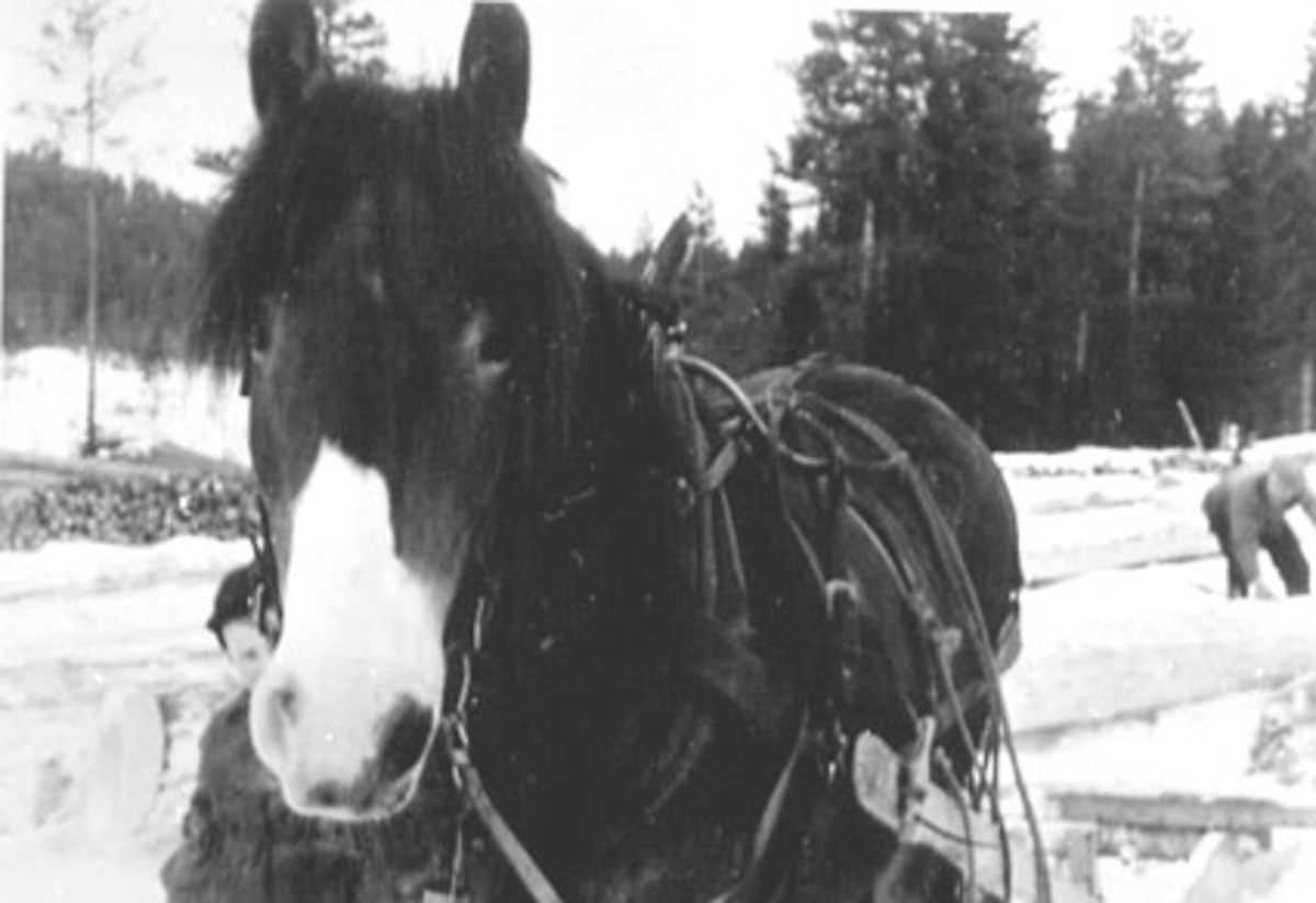 Anno Domkirkeodden, TØMMERKJØRING HESTEN BLESSEN MED ARBEIDSSELER, VINTER, PRESTMARKA