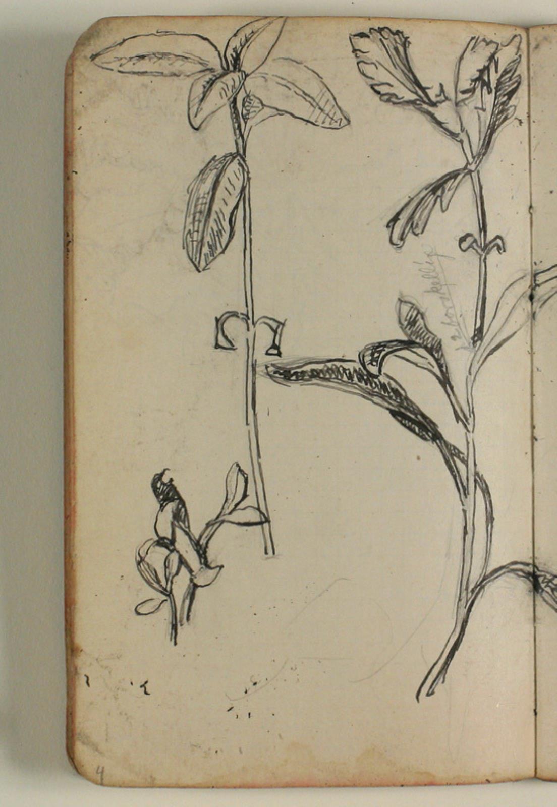 Niels Larsen Stevns, Plantestudier, samt notater