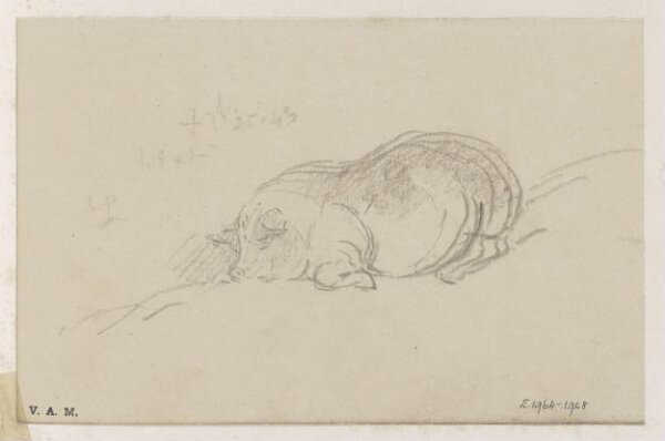 George Chinnery, A sleeping pig