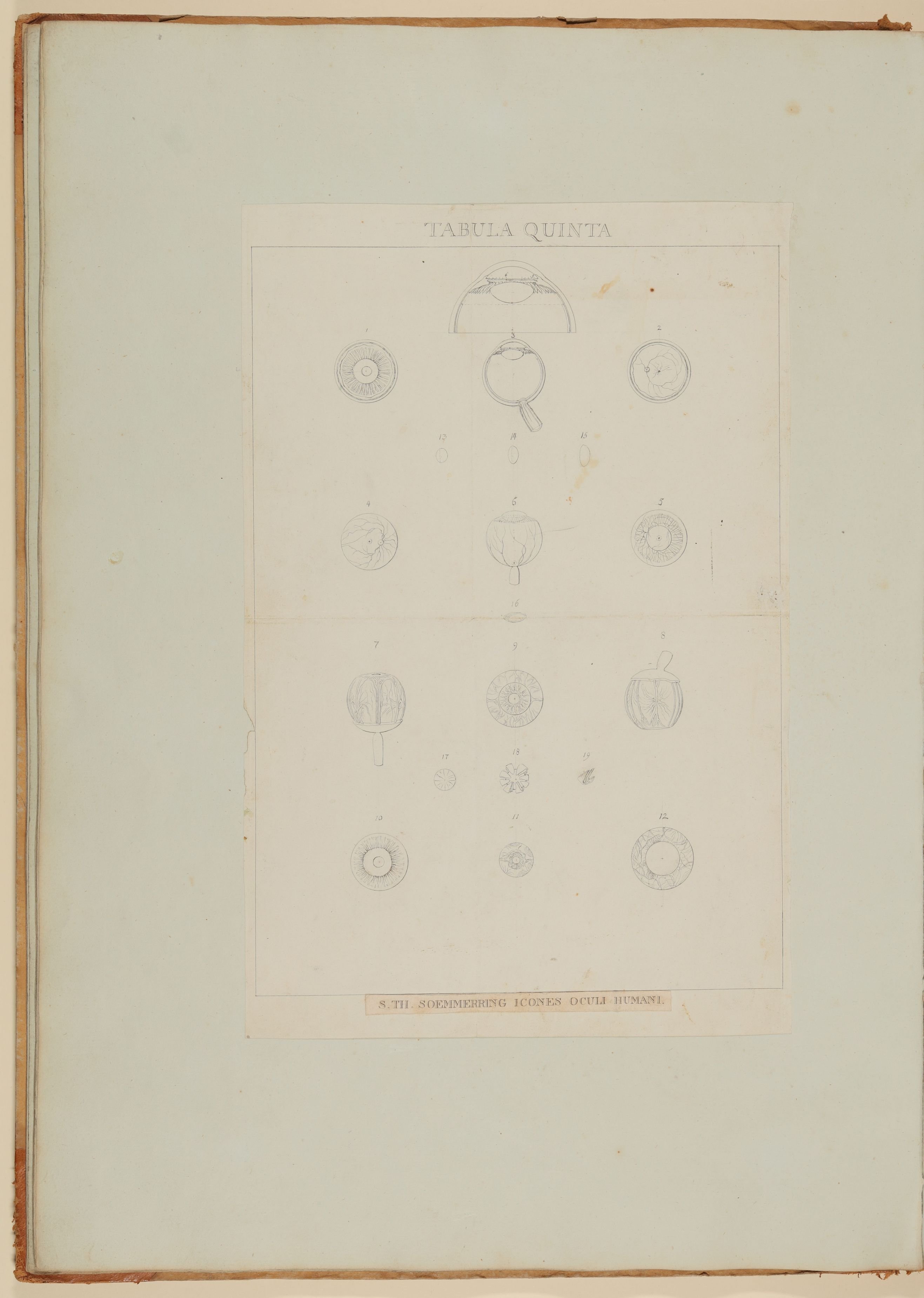 Christian Koeck, Die Bestandteile des menschlichen Augapfels [Vorzeichnung zu Samuel Thomas Soemmerring, Abbildungen des menschlichen Auges, Frankfurt am Main 1801, Tafel V ("linearische" Darstellung)]