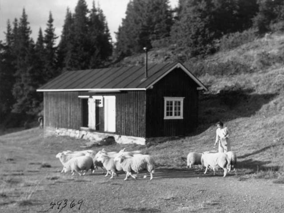 Anders Beer Wilse, -6887