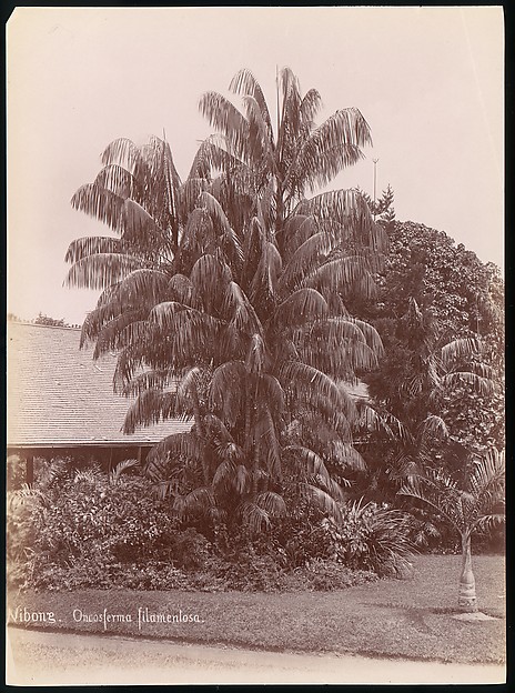Unknown, Botanical Garden