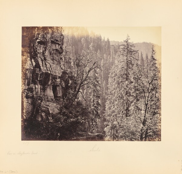 Samuel Bourne, View in the Narkunda Forest