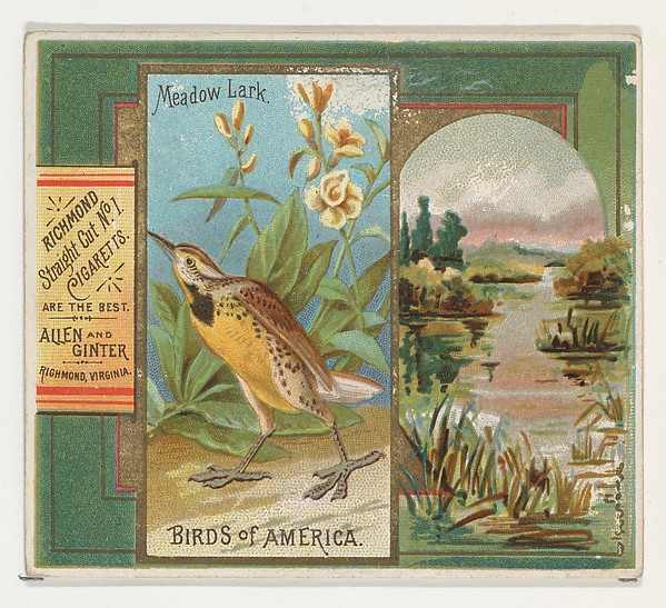 Allen & Ginter, Meadow Lark, from the Birds of America series (N37) for Allen & Ginter Cigarettes