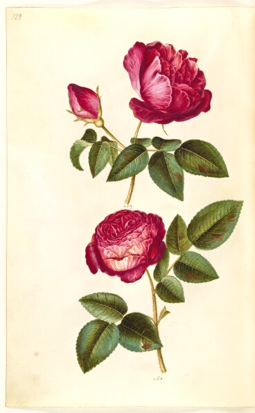 Hans Simon Holtzbecker, Rosa gallica (apoteker-rose); Rosa (?) (rose)
