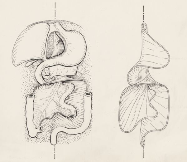 J Tinkelenberg, Tissue of the human embryo